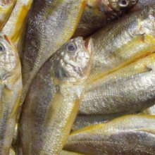 火龍魚可以和什么魚混養(yǎng)一起養(yǎng)殖，火龍魚可以和什么魚混養(yǎng)一起養(yǎng)殖呢，火龍魚可以和什么魚混養(yǎng)一起養(yǎng)殖