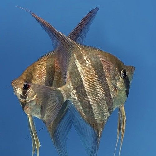 野生埃及神仙魚與人工養殖的區別，埃及神仙魚與野生埃及神仙魚的區別