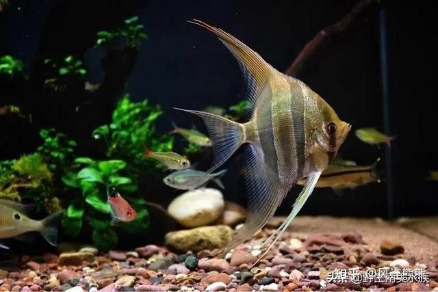 野生埃及神仙魚與人工養殖的區別，埃及神仙魚與野生埃及神仙魚的區別