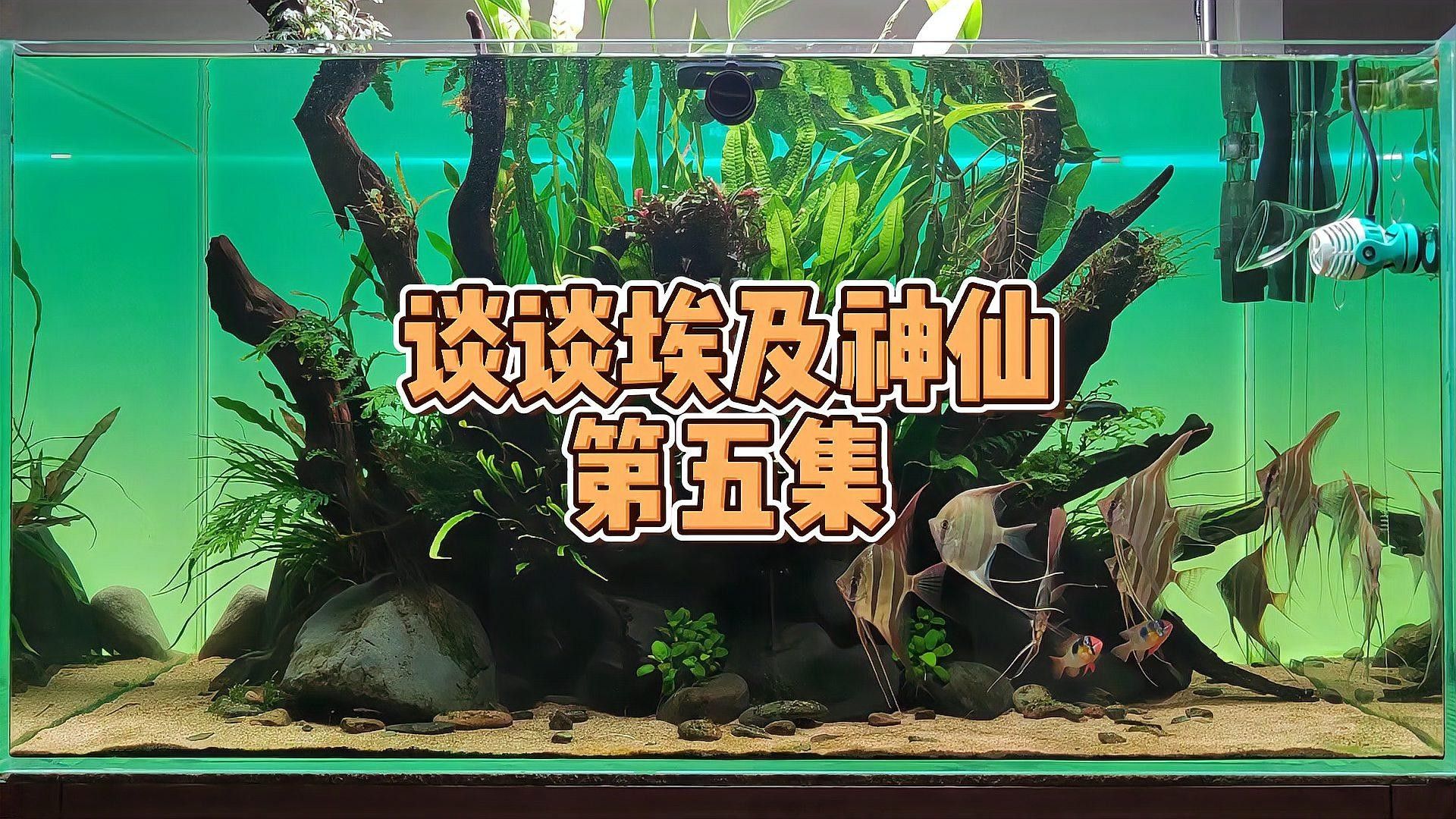 野生埃及神仙魚與人工養殖的區別，埃及神仙魚與野生埃及神仙魚的區別