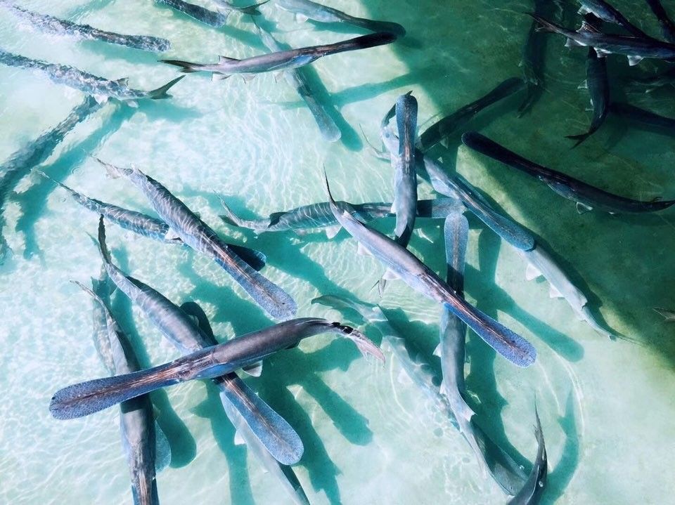 福清龍魚養殖技巧與注意事項:水質穩定是關鍵，福建省福州市福清市的龍魚養殖場