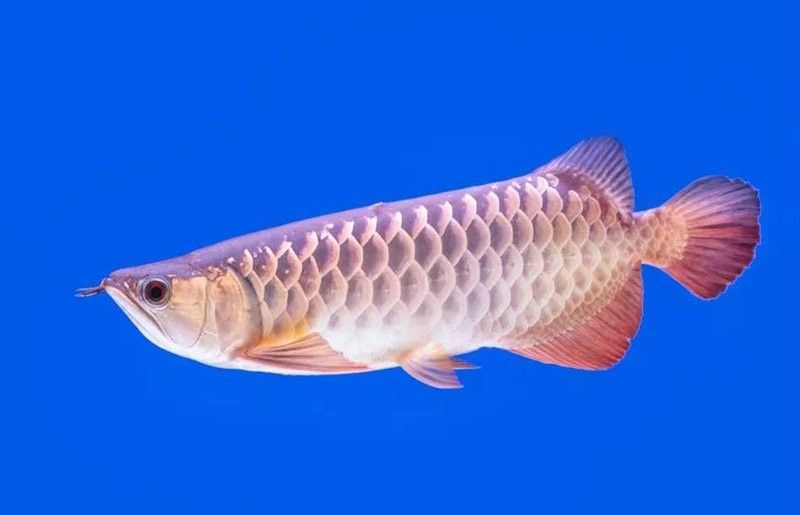 龍魚飼養(yǎng)全攻略，“叢臺龍魚”飼養(yǎng)技巧大揭秘:從水質到燈光管理全攻略