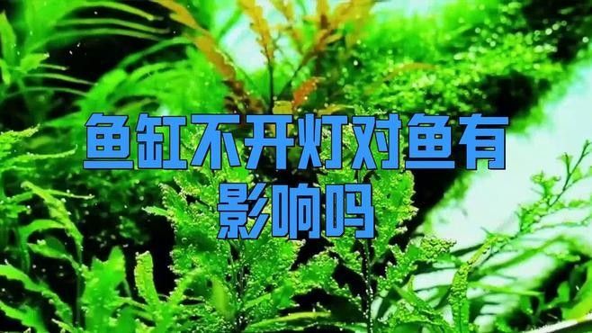 龍魚不開燈是好事還是壞事，龍魚不開燈對魚有影響嗎，魚不開燈是好事還是壞事