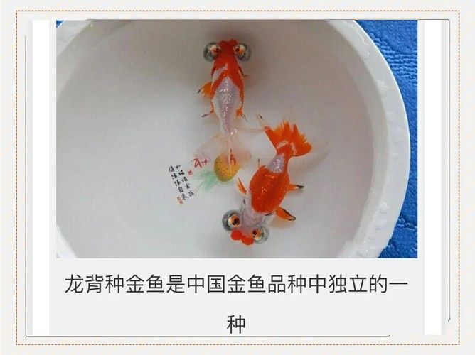 龍魚背部呈青色，這是怎么回事？，騰青龍魚-batikgreenarowana