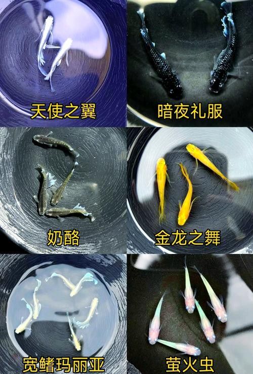 龍魚背部呈青色，這是怎么回事？，騰青龍魚-batikgreenarowana