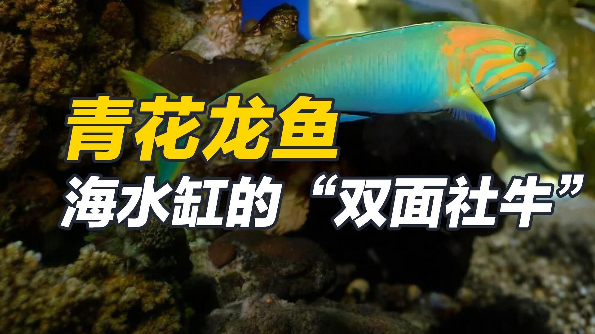 龍魚背部呈青色，這是怎么回事？，騰青龍魚-batikgreenarowana