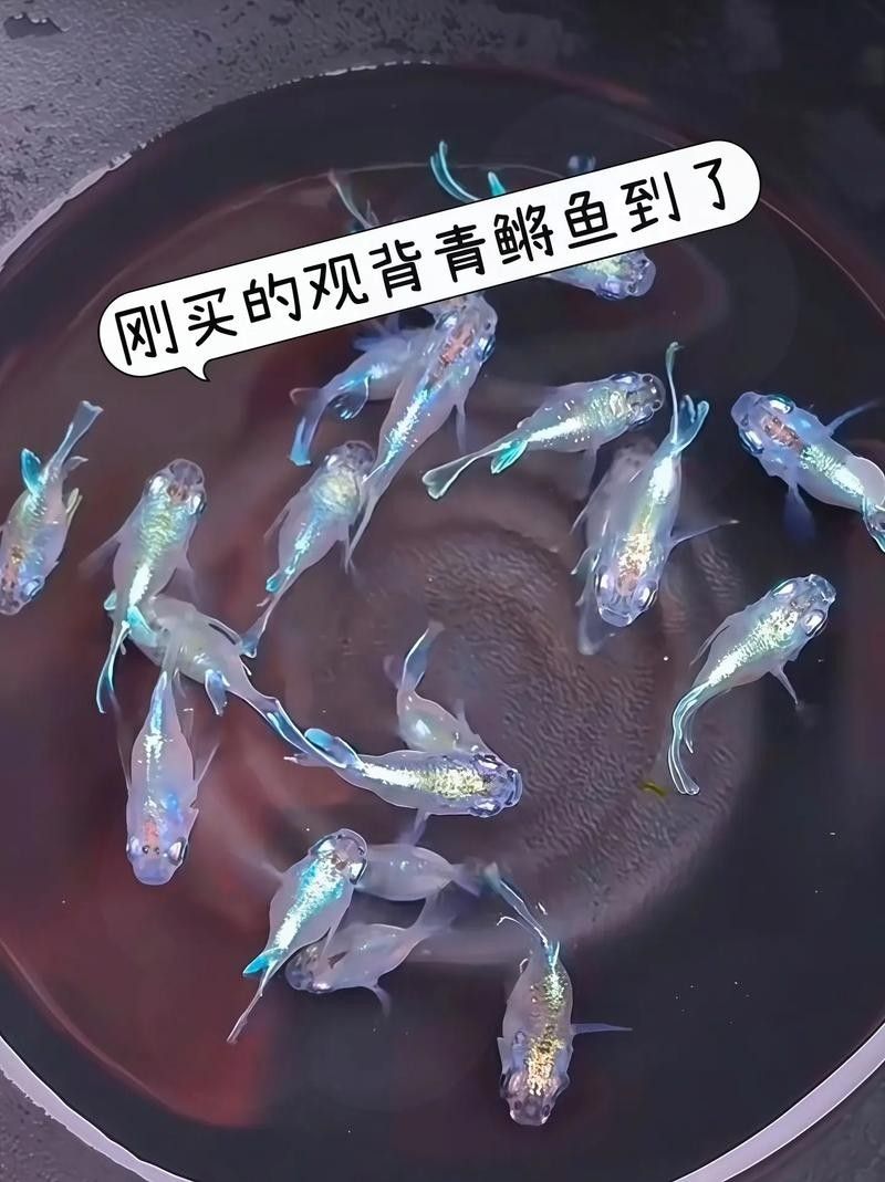 龍魚背部呈青色，這是怎么回事？，騰青龍魚-batikgreenarowana