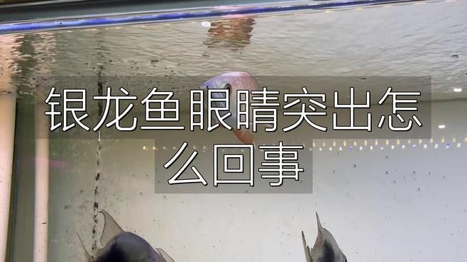 龍魚蒙眼病的成因與治療方法點(diǎn)開看細(xì)節(jié)，銀龍魚眼睛有白膜是什么原因及治療方法全民小視頻 龍魚蒙眼病的成因與治療方法點(diǎn)開看細(xì)節(jié)，銀龍魚眼睛有白膜是什么原因及治療方法全民小視頻 觀賞魚百科 第15張
