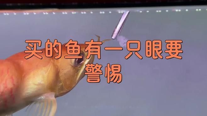 龍魚蒙眼病的成因與治療方法點(diǎn)開看細(xì)節(jié)，銀龍魚眼睛有白膜是什么原因及治療方法全民小視頻 龍魚蒙眼病的成因與治療方法點(diǎn)開看細(xì)節(jié)，銀龍魚眼睛有白膜是什么原因及治療方法全民小視頻 觀賞魚百科 第12張