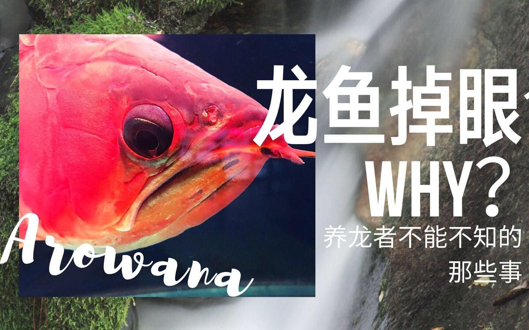 龍魚蒙眼病的成因與治療方法點(diǎn)開看細(xì)節(jié)，銀龍魚眼睛有白膜是什么原因及治療方法全民小視頻 龍魚蒙眼病的成因與治療方法點(diǎn)開看細(xì)節(jié)，銀龍魚眼睛有白膜是什么原因及治療方法全民小視頻 觀賞魚百科 第11張