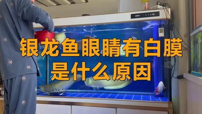 龍魚蒙眼病的成因與治療方法點(diǎn)開看細(xì)節(jié)，銀龍魚眼睛有白膜是什么原因及治療方法全民小視頻 龍魚蒙眼病的成因與治療方法點(diǎn)開看細(xì)節(jié)，銀龍魚眼睛有白膜是什么原因及治療方法全民小視頻 觀賞魚百科 第4張