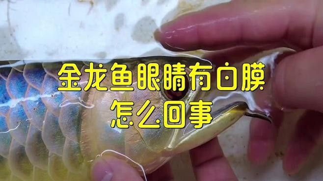 龍魚蒙眼病的成因與治療方法點(diǎn)開看細(xì)節(jié)，銀龍魚眼睛有白膜是什么原因及治療方法全民小視頻 龍魚蒙眼病的成因與治療方法點(diǎn)開看細(xì)節(jié)，銀龍魚眼睛有白膜是什么原因及治療方法全民小視頻 觀賞魚百科 第13張