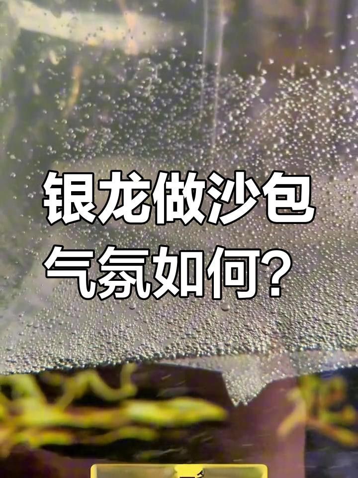 金龍魚和銀龍魚可以混養嗎滬上漫游醬金龍魚和銀龍魚哪個好養嗎，金龍和銀龍可以混養嗎