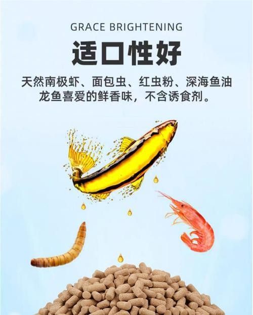 新手如何入門養龍魚，新手養龍魚必知四大禁忌，避免這些坑新手不愁不愁 新手如何入門養龍魚，新手養龍魚必知四大禁忌，避免這些坑新手不愁不愁 觀賞魚百科 第9張