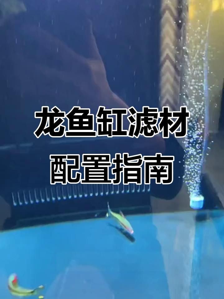 新手如何入門養龍魚，新手養龍魚必知四大禁忌，避免這些坑新手不愁不愁 新手如何入門養龍魚，新手養龍魚必知四大禁忌，避免這些坑新手不愁不愁 觀賞魚百科 第7張