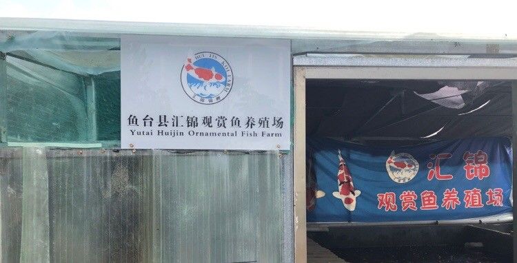 魚臺龍魚的價格是多少？，山東濟寧魚臺縣“龍蝦王”評選活動，揭秘水中貴族驚人秘密網易聽