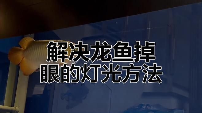 龍魚燈光正確擺放技巧，龍魚燈光擺放位置以防止掉眼與發(fā)色問題龍魚燈光擺放技巧