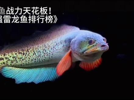 黃金夢幻雷龍魚是雜牌子嗎黃金夢幻雷龍魚是雜牌子嗎，黃金夢幻雷龍魚是否屬于雜牌子