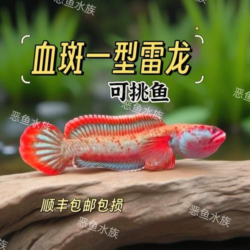 黃金夢幻雷龍魚是雜牌子嗎黃金夢幻雷龍魚是雜牌子嗎，黃金夢幻雷龍魚是否屬于雜牌子
