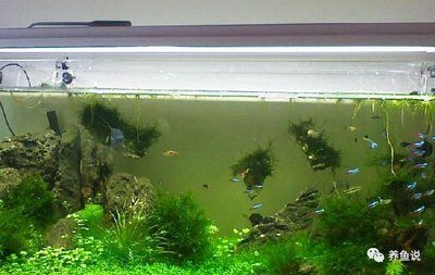 澳門魚缸表演是一次難忘的視覺盛宴，如何飼養紅龍魚