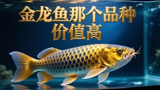 金龍魚最貴的三個品種分別是什么？，德金龍魚中最貴的三個品種，紫燕血紅龍和紅龍哪個更受歡迎
