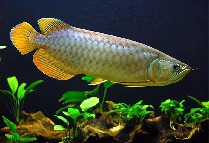 龍魚受驚不吃食怎么辦老趙的賣車日記5個解決方法，紅龍魚受驚不吃東西怎么辦