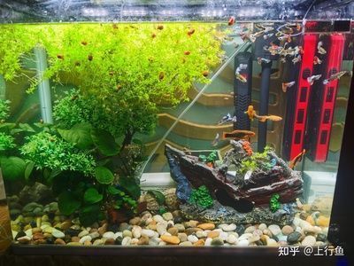 龍魚和粗線魚混養好嗎,,龍魚和粗線魚混養好嗎 觀賞魚百科 第1張 龍魚和粗線魚混養好嗎,,龍魚和粗線魚混養好嗎 龍魚和粗線魚混養好嗎,,龍魚和粗線魚混養好嗎 觀賞魚百科 第1張
