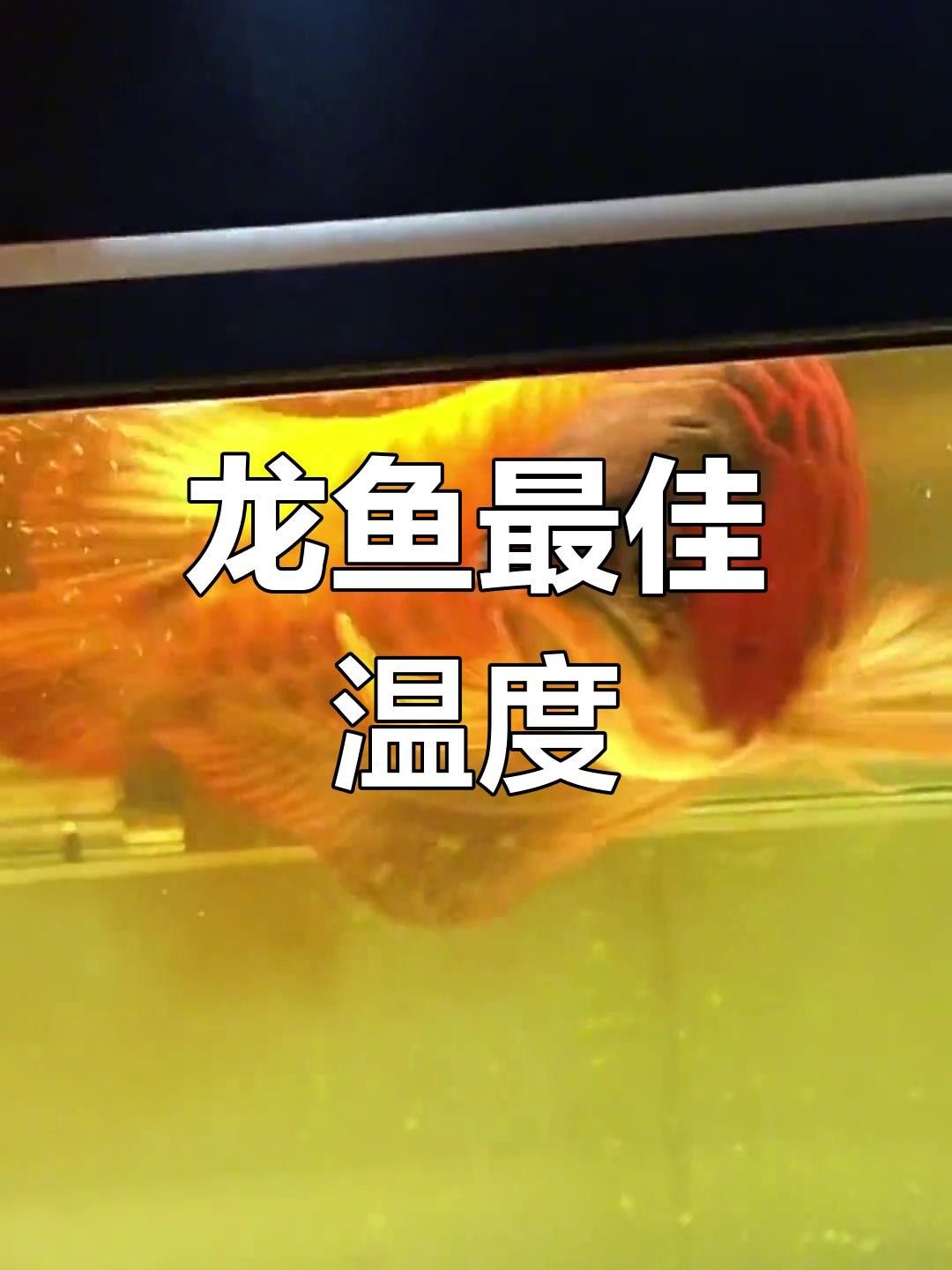 宜秀龍魚的生態養殖技術，宜秀龍魚生態養殖模式（白澤湖鄉大楓社區:“一水雙用”魚蝦歡