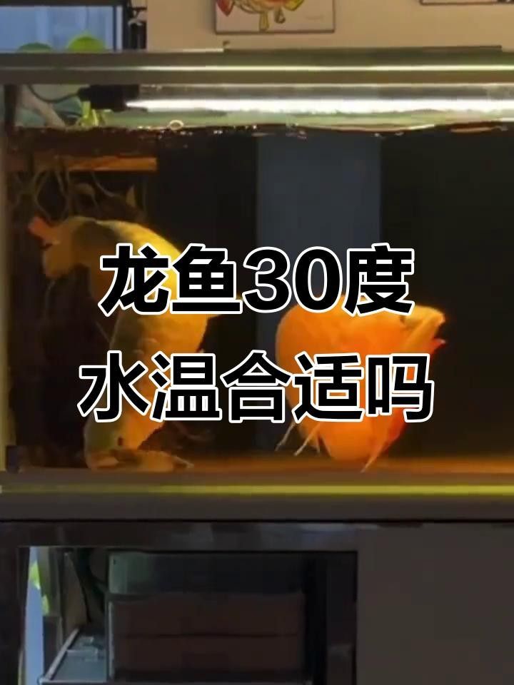 宜秀龍魚的生態養殖技術，宜秀龍魚生態養殖模式（白澤湖鄉大楓社區:“一水雙用”魚蝦歡