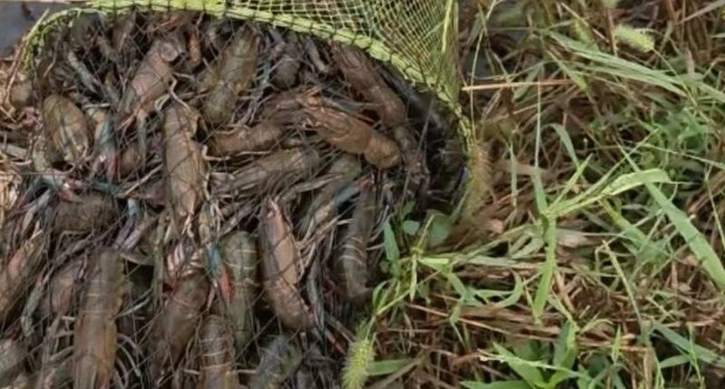 宜秀龍魚的生態養殖技術，宜秀龍魚生態養殖模式（白澤湖鄉大楓社區:“一水雙用”魚蝦歡