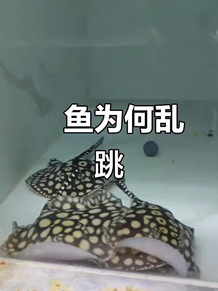 魟魚的常見疾病及治療要點，魟魚在養殖過程中可能遇到多種疾病及其防治要點