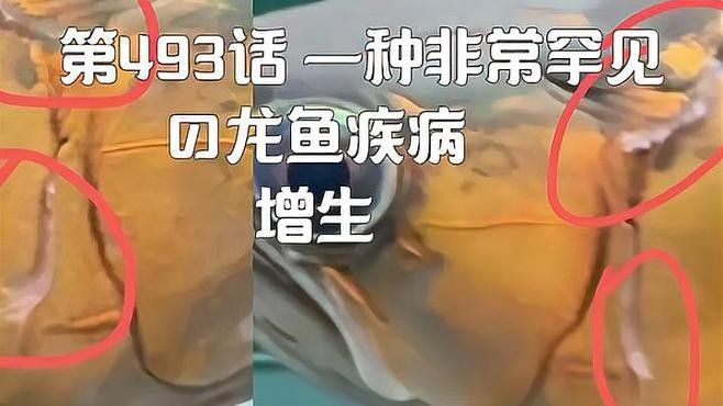 龍魚和魟魚常見疾病的病因、癥狀及治療方法全解析，魚和魟魚常見疾病的病因、癥狀及治療方法全解析