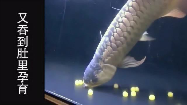 金邦魚缸質(zhì)量怎么樣知乎金邦魚缸質(zhì)量怎么樣知乎，金邦魚缸質(zhì)量怎么樣知乎 金邦魚缸質(zhì)量怎么樣知乎金邦魚缸質(zhì)量怎么樣知乎，金邦魚缸質(zhì)量怎么樣知乎 觀賞魚百科 第1張