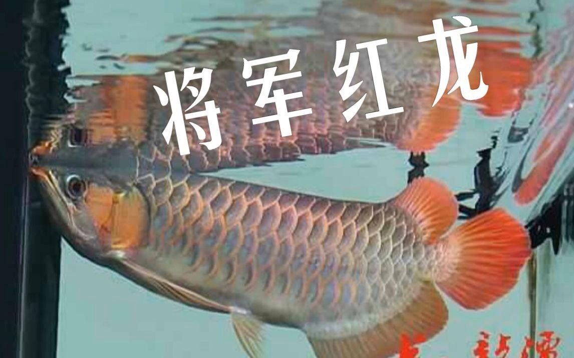 紅龍魚品牌有哪些，紅龍魚品牌包括哪些