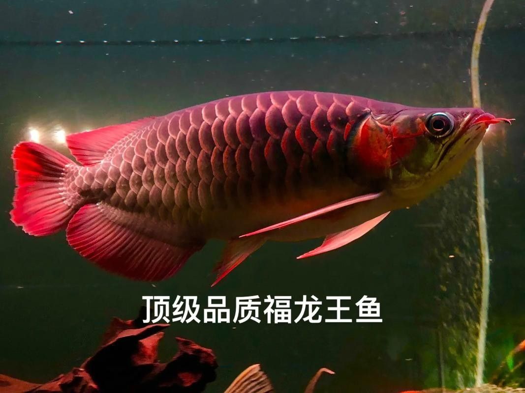 紅龍魚品牌有哪些，紅龍魚品牌包括哪些