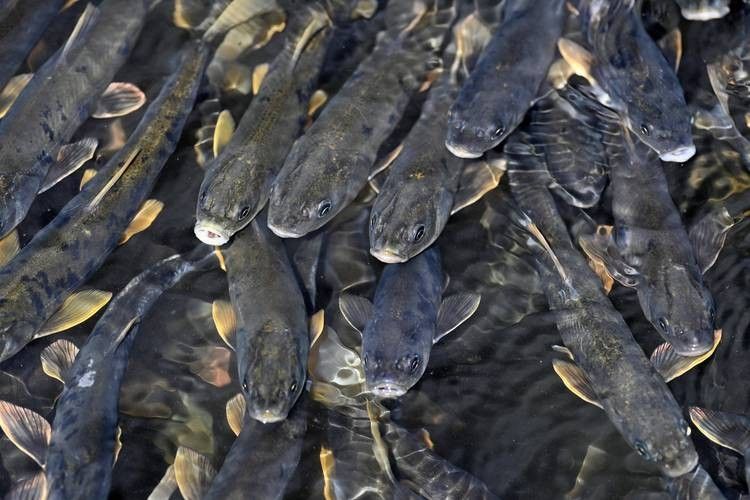 甘肅省有哪些著名魚類，甘肅省內(nèi)一些著名的魚類烹飪方法有哪些著名的魚類
