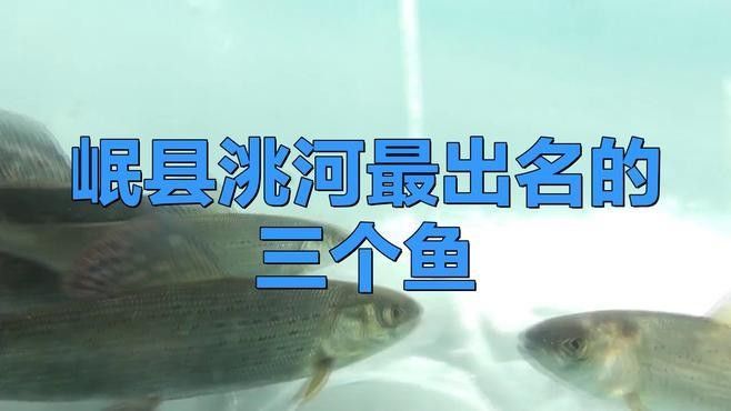 甘肅省有哪些著名魚類，甘肅省內(nèi)一些著名的魚類烹飪方法有哪些著名的魚類