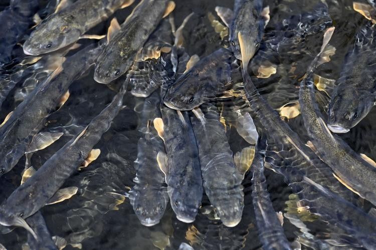 甘肅省有哪些著名魚類，甘肅省內(nèi)一些著名的魚類烹飪方法有哪些著名的魚類