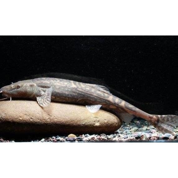甘肅省有哪些著名魚類，甘肅省內(nèi)一些著名的魚類烹飪方法有哪些著名的魚類