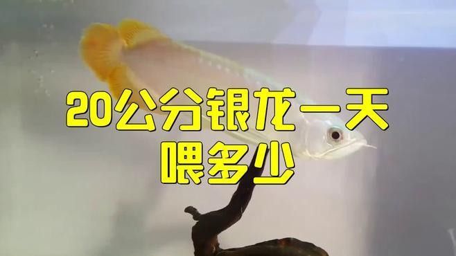 20公分龍魚一頓吃多少，20公分的龍魚一頓吃多少，
