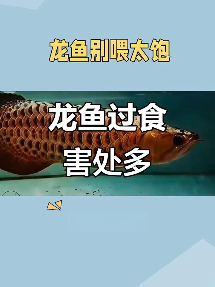 20公分龍魚一頓吃多少，20公分的龍魚一頓吃多少，