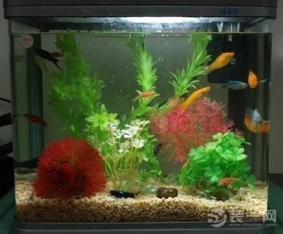 探討幻彩紅寶石雷龍魚背鰭上黑點的數量和分布之一，幻彩紅寶石雷龍魚的背鰭上有幾個黑點？