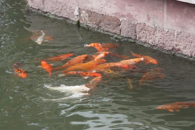 江蘇省徐州金魚養(yǎng)殖基地：30年金魚養(yǎng)殖從“小作坊”到“小作坊”，揚子晚報,云龍小金魚“游”出大市場