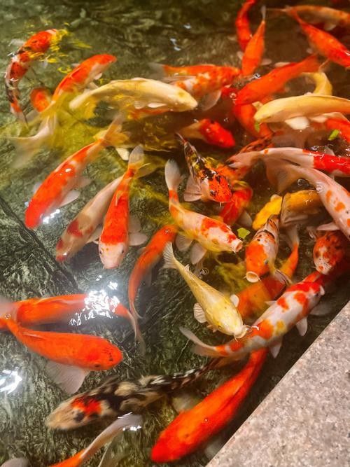 江蘇省徐州金魚養(yǎng)殖基地：30年金魚養(yǎng)殖從“小作坊”到“小作坊”，揚子晚報,云龍小金魚“游”出大市場