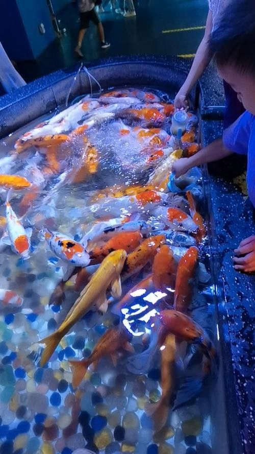 江蘇省徐州金魚養(yǎng)殖基地：30年金魚養(yǎng)殖從“小作坊”到“小作坊”，揚子晚報,云龍小金魚“游”出大市場