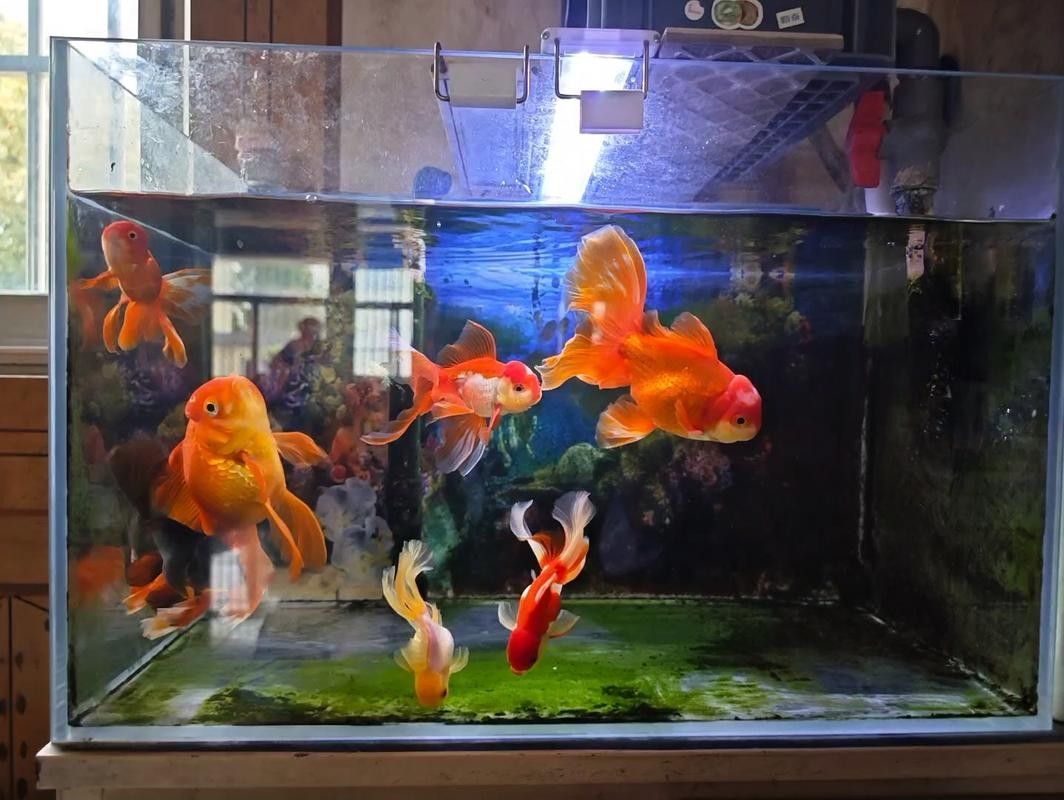 江蘇省徐州金魚養(yǎng)殖基地：30年金魚養(yǎng)殖從“小作坊”到“小作坊”，揚子晚報,云龍小金魚“游”出大市場