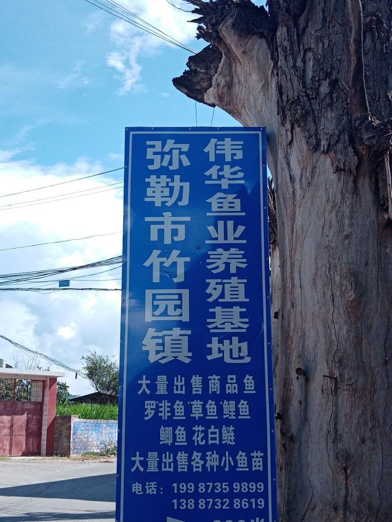蒙自龍魚養(yǎng)殖基地是否養(yǎng)殖龍魚？，云南蒙自市吉合水產(chǎn)養(yǎng)殖基地養(yǎng)殖基地：蒙自龍魚養(yǎng)殖技巧