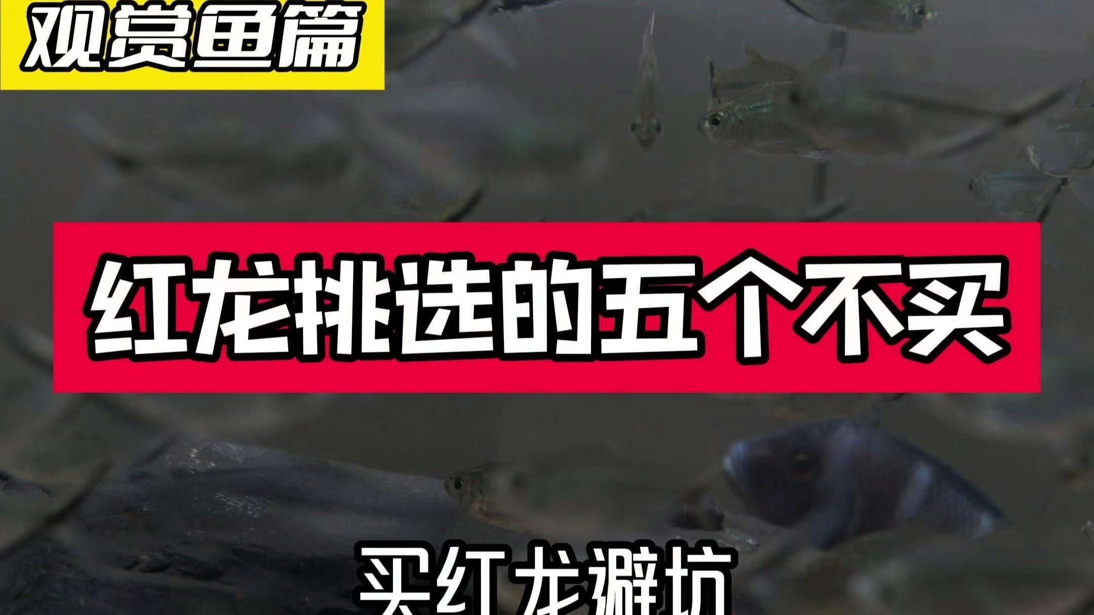 龍泉驛紅龍魚的價格是多少？，紅龍魚的價格是多少？ 龍泉驛紅龍魚的價格是多少？，紅龍魚的價格是多少？ 觀賞魚百科 第3張