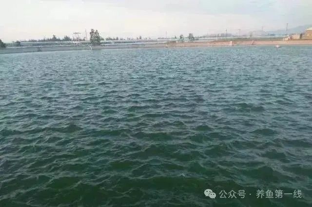 紅龍魚幼苗養(yǎng)護小妙招，從幼龍到成龍的成長秘訣全方位飼養(yǎng)指南，從幼龍到成龍的成長秘訣,全方位飼養(yǎng)指南