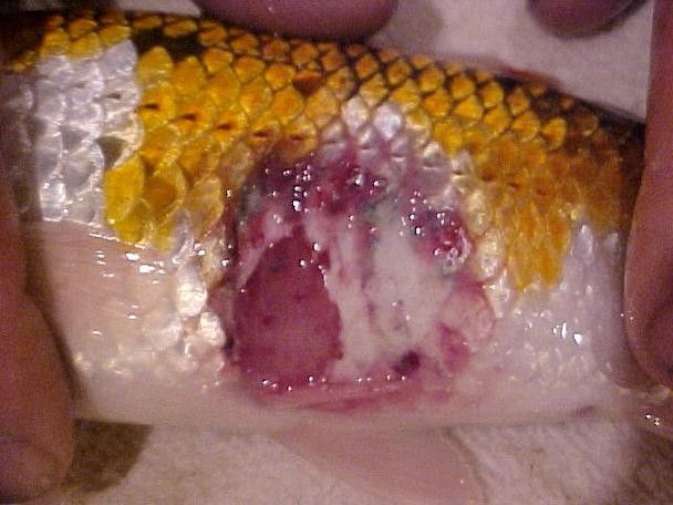 龍魚病毒性感染通常表現為體表及內部組織的嚴重病變，龍魚病毒性感染如何治療？ 龍魚病毒性感染通常表現為體表及內部組織的嚴重病變，龍魚病毒性感染如何治療？ 觀賞魚百科 第3張
